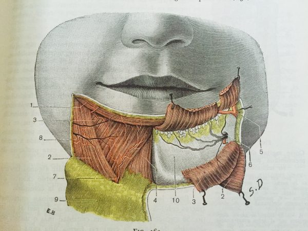 Testut Jacob "Atlas de Anatomía Topográfica" 1.- Músculo orbicularis oris 2.- Músculo depressor anguli oris 3.- Músculo depressor labii